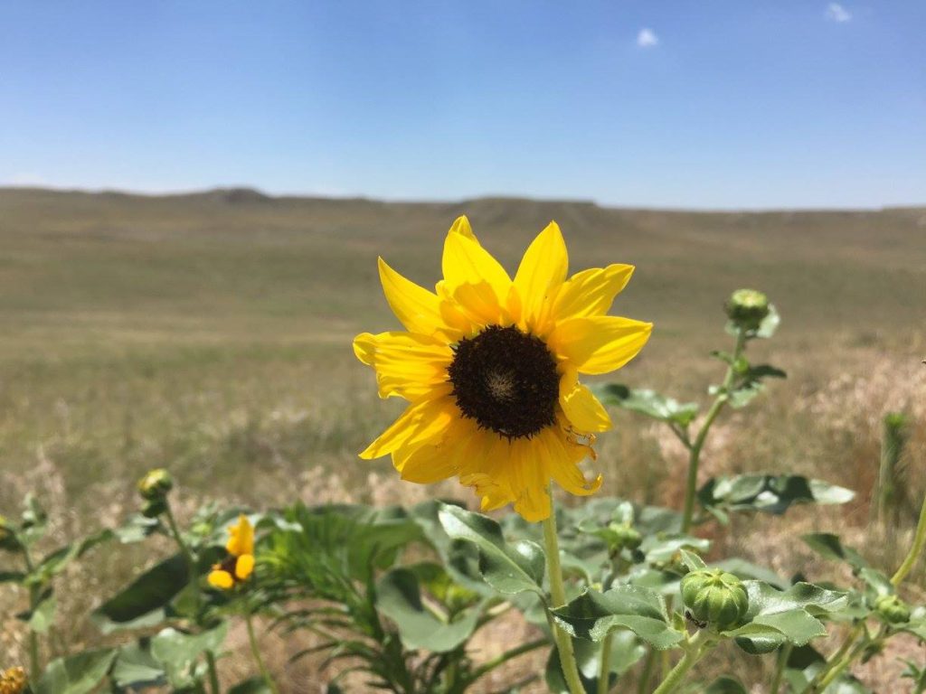 List of National Parks by State: A Complete List of All 400+ US National Parks 40 A bright yellow sunflower blooming in the prairie