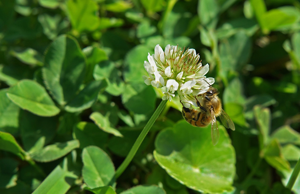 List of National Parks by State: A Complete List of All 400+ US National Parks 31 A bee pollinates a white flower