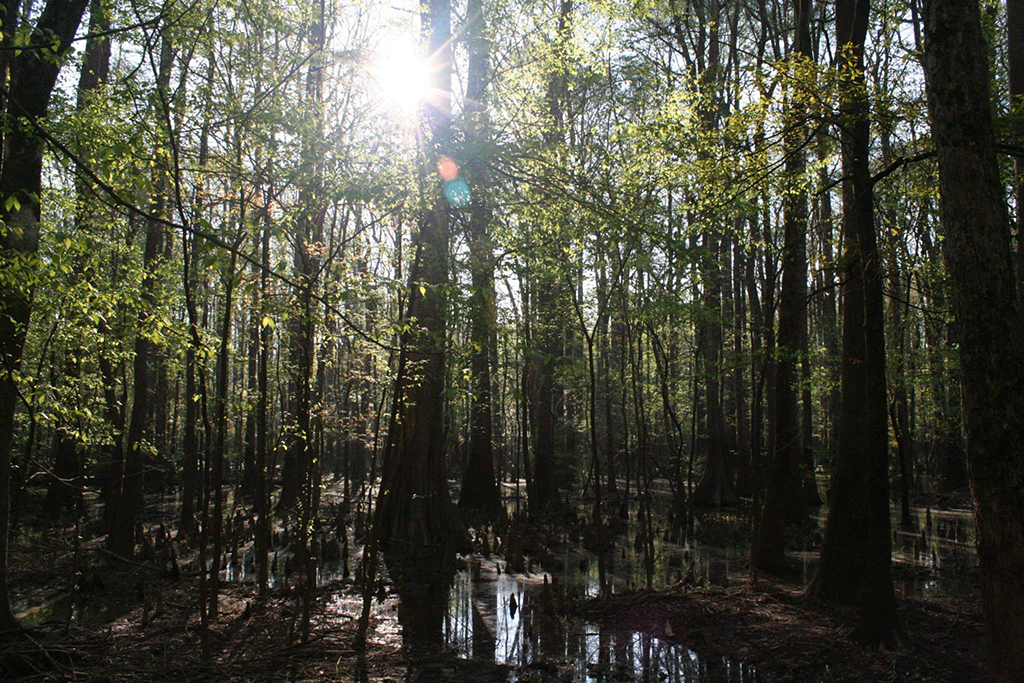 List of National Parks by State: A Complete List of All 400+ US National Parks 53 The sun shines through a collection of cypress trees in a swamp