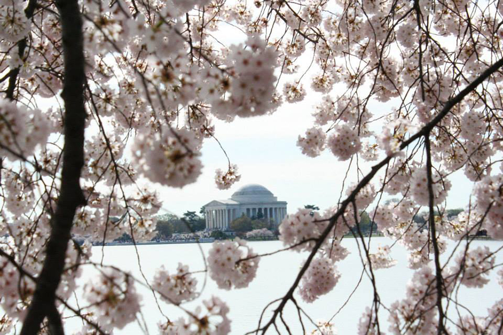 List of National Parks by State: A Complete List of All 400+ US National Parks 68 Pink cherry blossoms bloom and frame the Thomas Jefferson Memorial over the Potomac River in Washington, D.C.