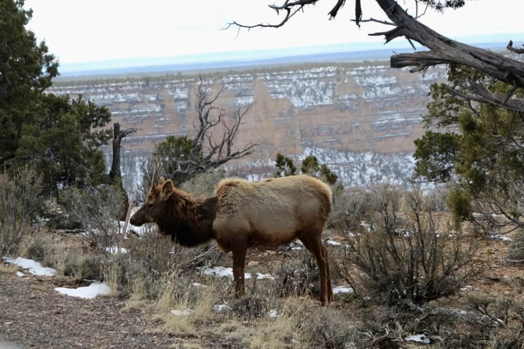 Visiting Grand Canyon National Park: The Expert Travel Guide 19 An elk grazing on the rim of the Grand Canyon