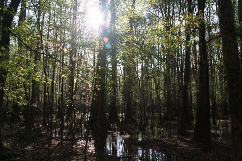 A List of All 63 National Parks in the U.S. Ranked by Their Popularity 72 The sun shines through cypress trees in Congaree, one of the US national parks
