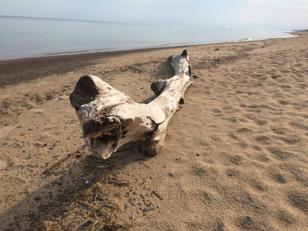 A List of All 63 National Parks in the U.S. Ranked by Their Popularity 33 A piece of driftwood on a sandy beach in Indiana Dunes, one of the US national parks