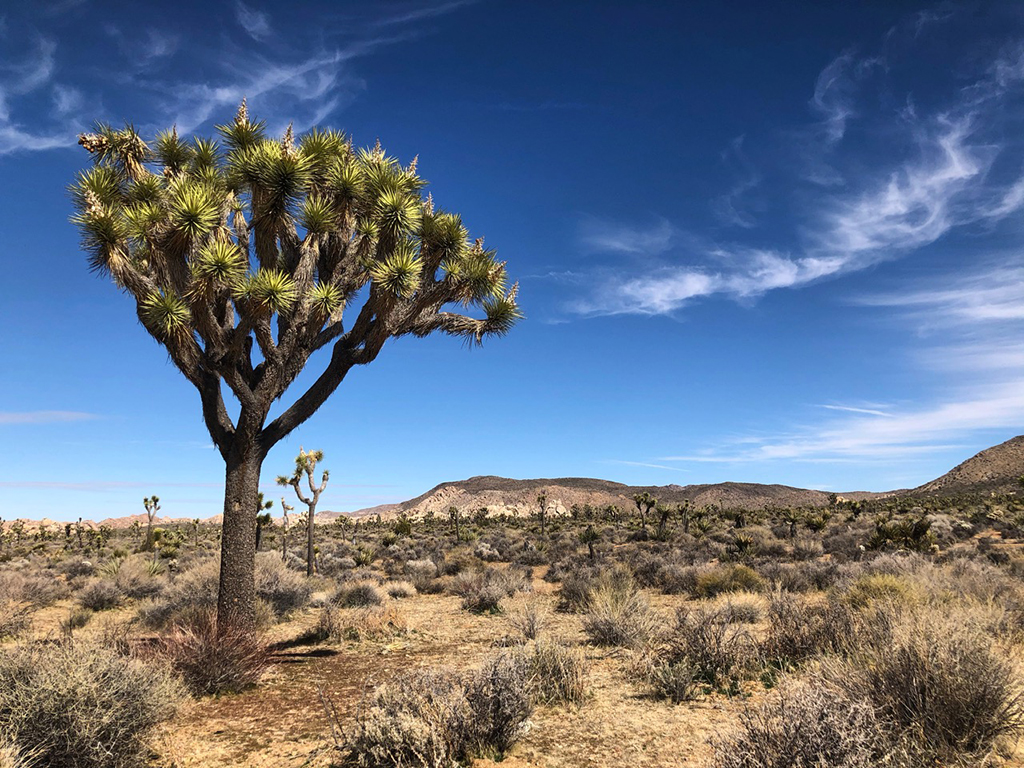 A List of All 63 National Parks in the U.S. Ranked by Their Popularity 29 Green and brown Joshua trees in Joshua Tree, one of the US national parks