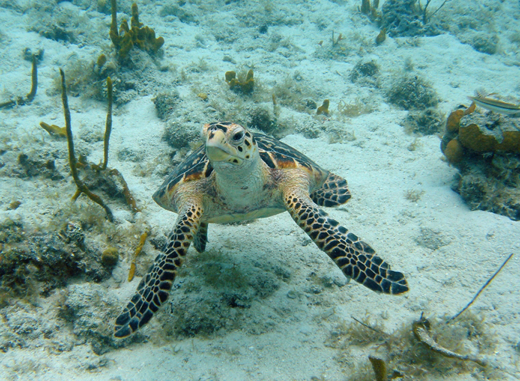 A List of All 63 National Parks in the U.S. Ranked by Their Popularity 69 A sea turtle swims through Virgin Islands, one of the US national parks