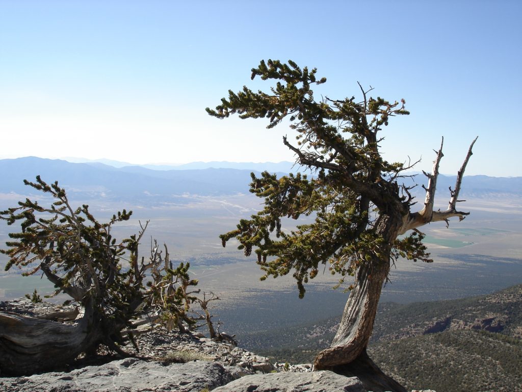 A List of All 63 National Parks in the U.S. Ranked by Their Popularity 75 An old bristlecone pine in Great Basin, one of the US national parks