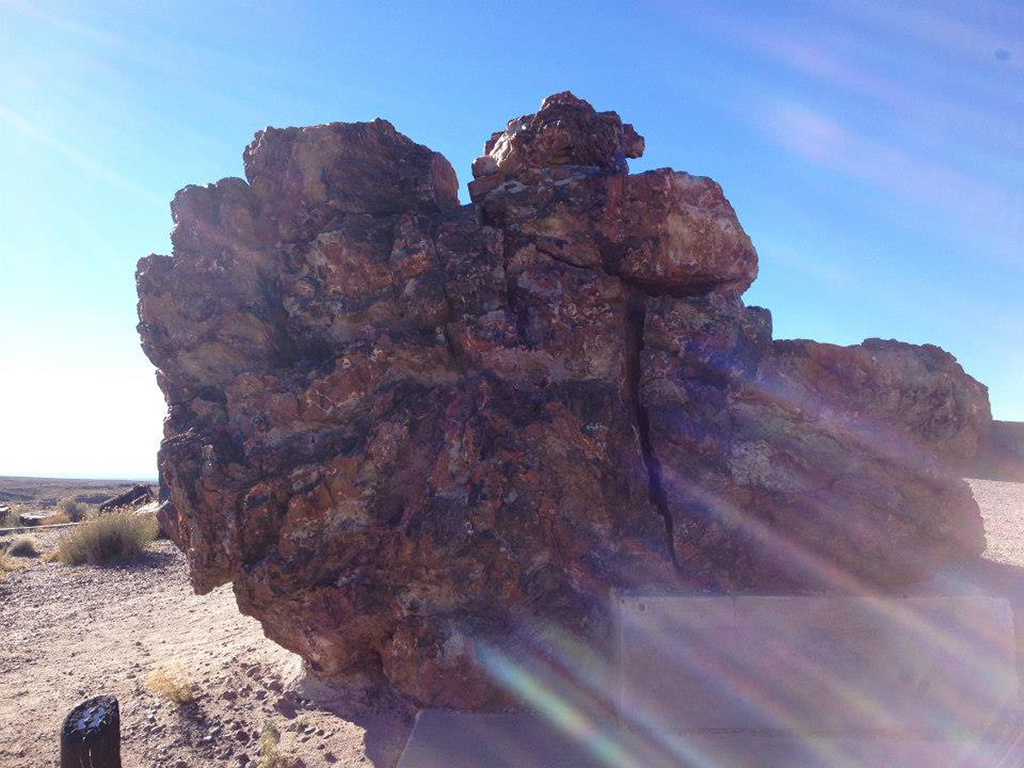 A List of All 63 National Parks in the U.S. Ranked by Their Popularity 59 Sun shines on ancient wood in Petrified Forest, one of the US national parks