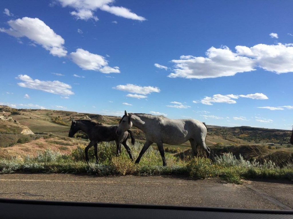 A List of All 63 National Parks in the U.S. Ranked by Their Popularity 51 Two horses walking by a road in Theodore Roosevelt, one of the US national parks