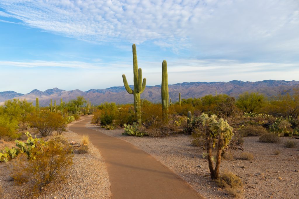 A List of All 63 National Parks in the U.S. Ranked by Their Popularity 46 A trail through the cacti in Saguaro, one of the US national parks
