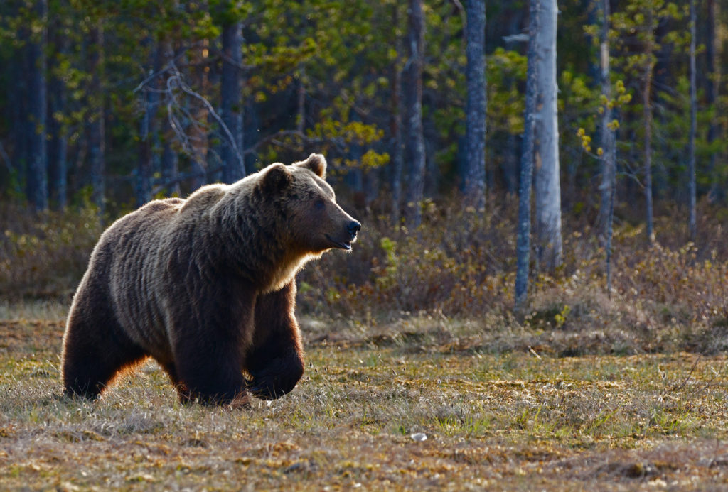 Bear Safety in National Parks: Everything You Should Know 6 An alert bear looking in the distance