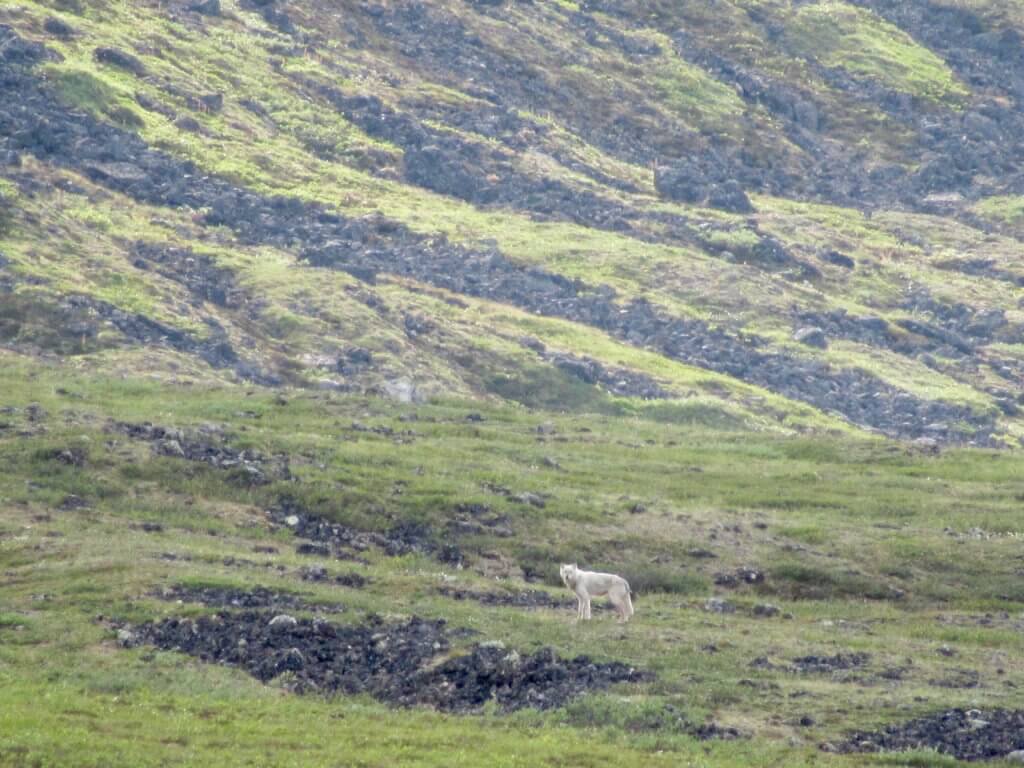 16 Astonishing National Parks in Alaska 10 A wolf in Gates of the Arctic, one of the national parks in Alaska