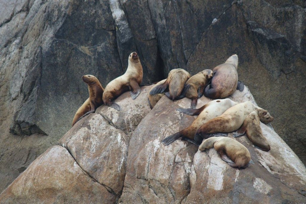 16 Astonishing National Parks in Alaska 13 Sea lions on a rock in Kenai Fjords, one of the national parks in Alaska