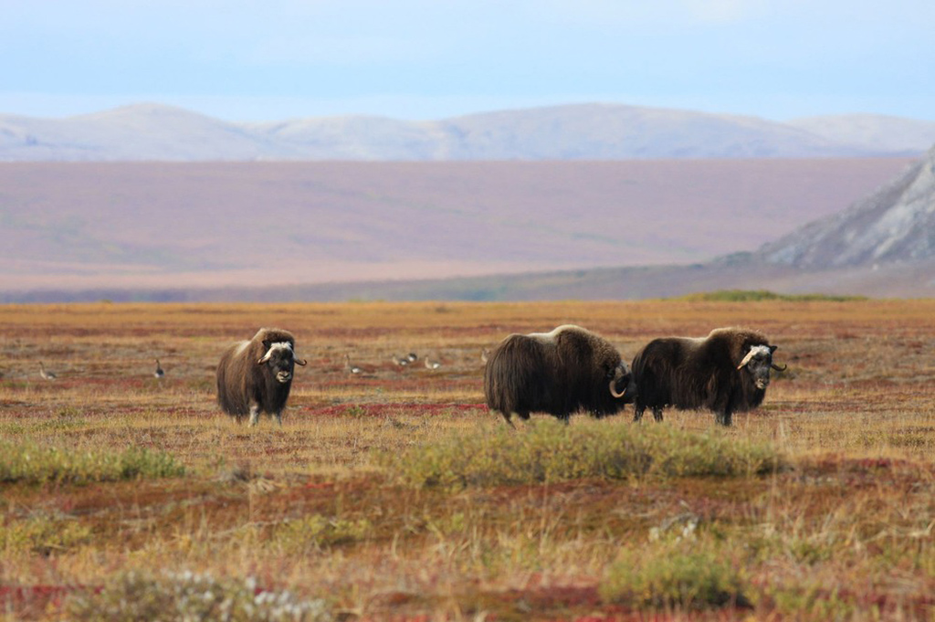 16 Astonishing National Parks in Alaska 8 A group of muskoxen in Cape Krusenstern, one of the national parks in Alaska