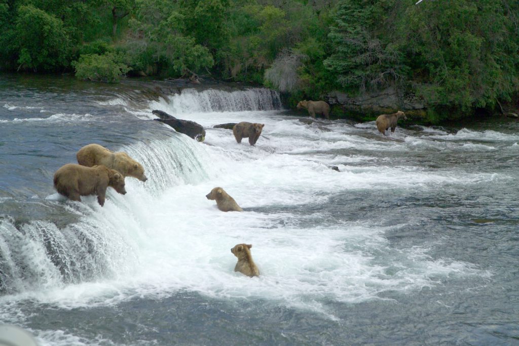 16 Astonishing National Parks in Alaska 12 A group of bears fishing at Brooks Falls in Katmai, one of the national parks in Alaska