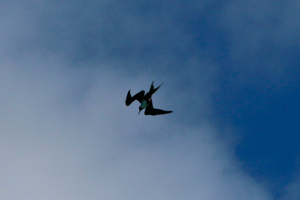 Camping at Dry Tortugas National Park: Everything You Need to Know 12 A magnificent frigate bird flies overhead, seen while camping at Dry Tortugas National Park