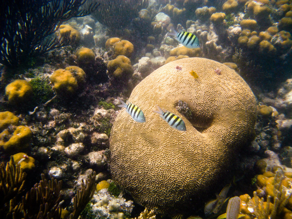 Camping at Dry Tortugas National Park: Everything You Need to Know 17 Three black and white fish swimming, seen while camping at Dry Tortugas National Park