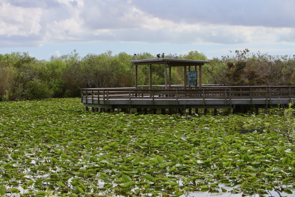 Visiting Everglades National Park: The Expert Guide 16 A boardwalk overlook on the Anhinga Trail. Photo taken while visiting Everglades National Park.
