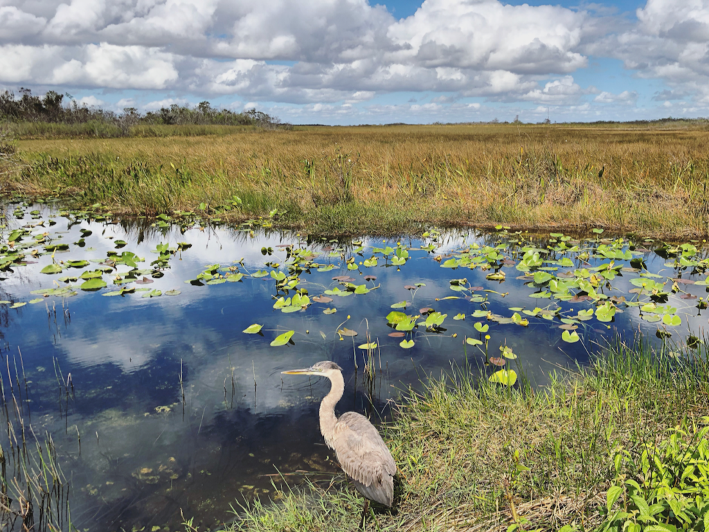 Visiting Everglades National Park: The Expert Guide 7 A heron on the side of a swamp. Photo taken while visiting Everglades National Park.