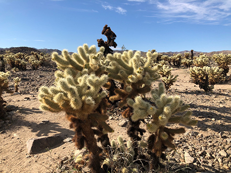 The 20 Best Hikes in Joshua Tree National Park That Will Blow Your Mind 18 The Cholla Cactus Garden is one of the more unique and best hikes in Joshua Tree