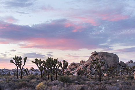 The 20 Best Hikes in Joshua Tree National Park That Will Blow Your Mind 21 Cap Rock at sunset. Cap Rock is one of the best hikes in Joshua Tree.