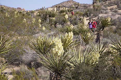 The 20 Best Hikes in Joshua Tree National Park That Will Blow Your Mind 8 A group of hikers climbing Mastodon Peak, one of the best hikes in Joshua Tree.