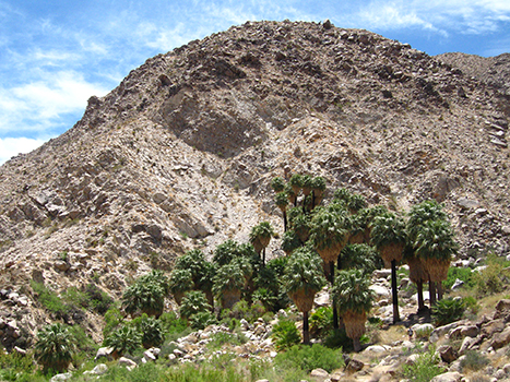 The 20 Best Hikes in Joshua Tree National Park That Will Blow Your Mind 12 A group of palm trees in the desert. The Forty-nine Palms Oasis is one of the best hikes in Joshua Tree.