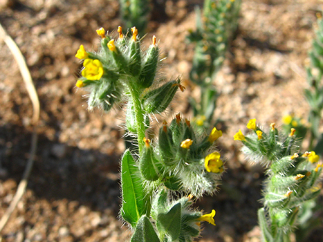 The 20 Best Hikes in Joshua Tree National Park That Will Blow Your Mind 16 A cactus with yellow flowers. The Pine City Trail is one of the best hikes in Joshua Tree.