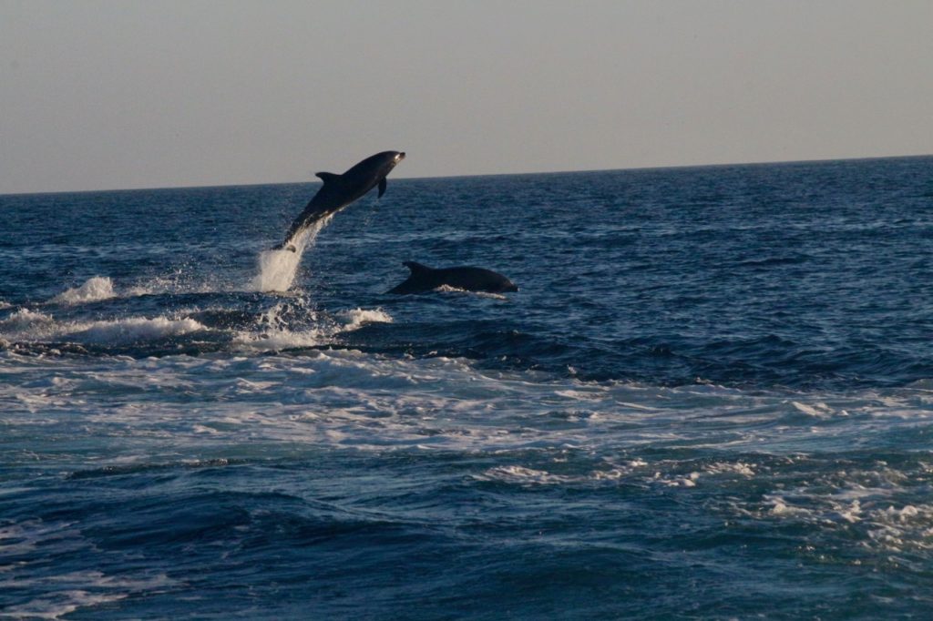 How to Get to Channel Islands National Park: Channel Islands Tours 4 Two Bottlenose dolphins jumping from the water, seen during one of the Channel Islands tours