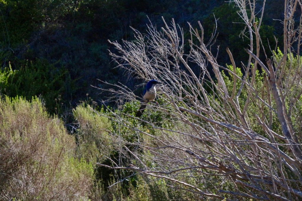 How to Get to Channel Islands National Park: Channel Islands Tours 6 An Island Jay, a type of scrub jay endemic to Santa Cruz Island, seen during one of the Channel Islands tours