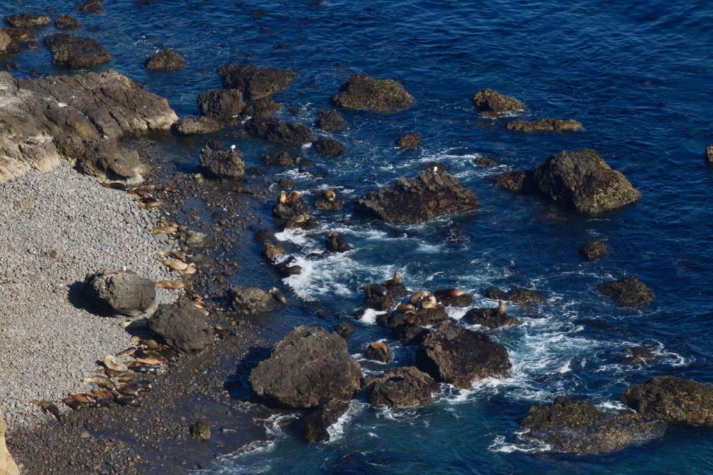 How to Get to Channel Islands National Park: Channel Islands Tours 7 A view of sea lions resting on a rocky beach from above