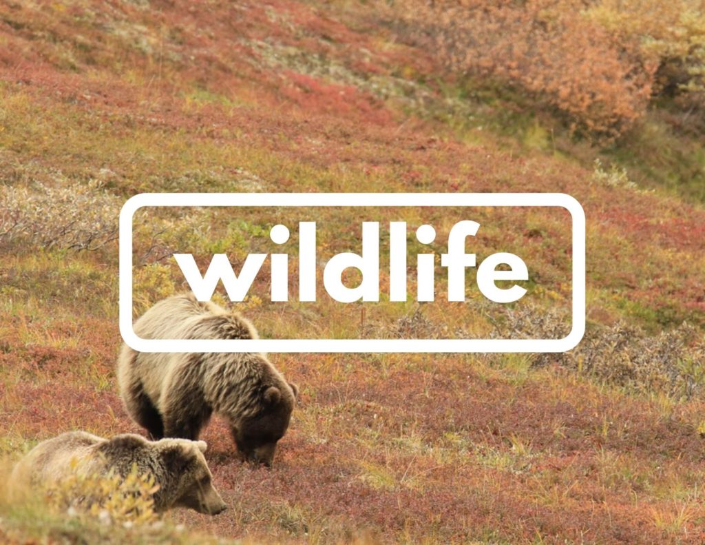 Plan 12 An image of two bears on the yellow and orange tundra. Across the center of the image is the word "wildlife" in white.