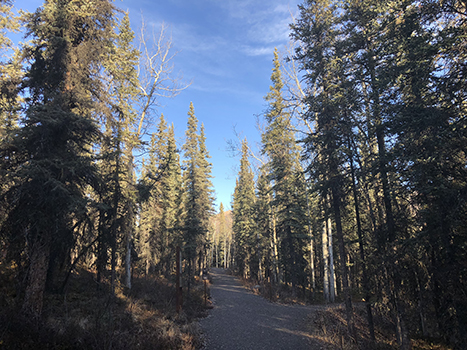 Best Hikes in Denali National Park: All 20 Trails Ranked by a Local 41 A gravel path through a forest of spruce trees on the Morino Loop one of the best hikes in Denali National Park