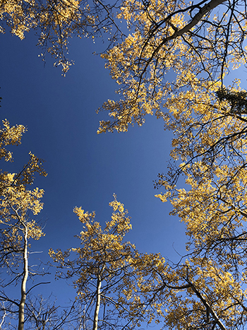 Best Hikes in Denali National Park: All 20 Trails Ranked by a Local 29 Looking up toward to sky to see yellow leaves on aspen trees on the Rock Creek Trail, one of the best hikes in Denali National Park