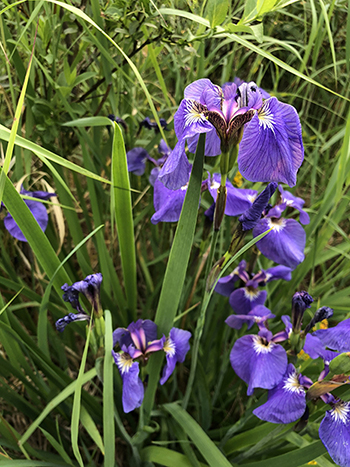 Best Hikes in Denali National Park: All 20 Trails Ranked by a Local 39 Purple flowers grow along the Savage Cabin Loop, one of the best hikes in Denali National Park