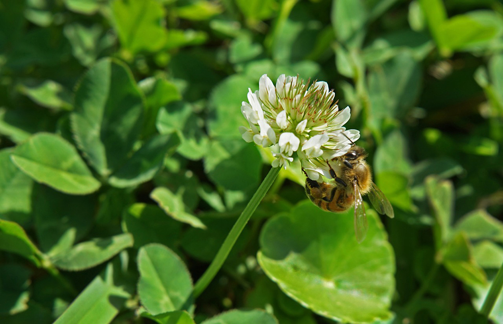 4 Lovely National Parks in Louisiana 6 A bee pollinates a white flower. Wildlife is an important part of Jean Lafitte National Historical Park and Preserve, one of the national parks in Louisiana.