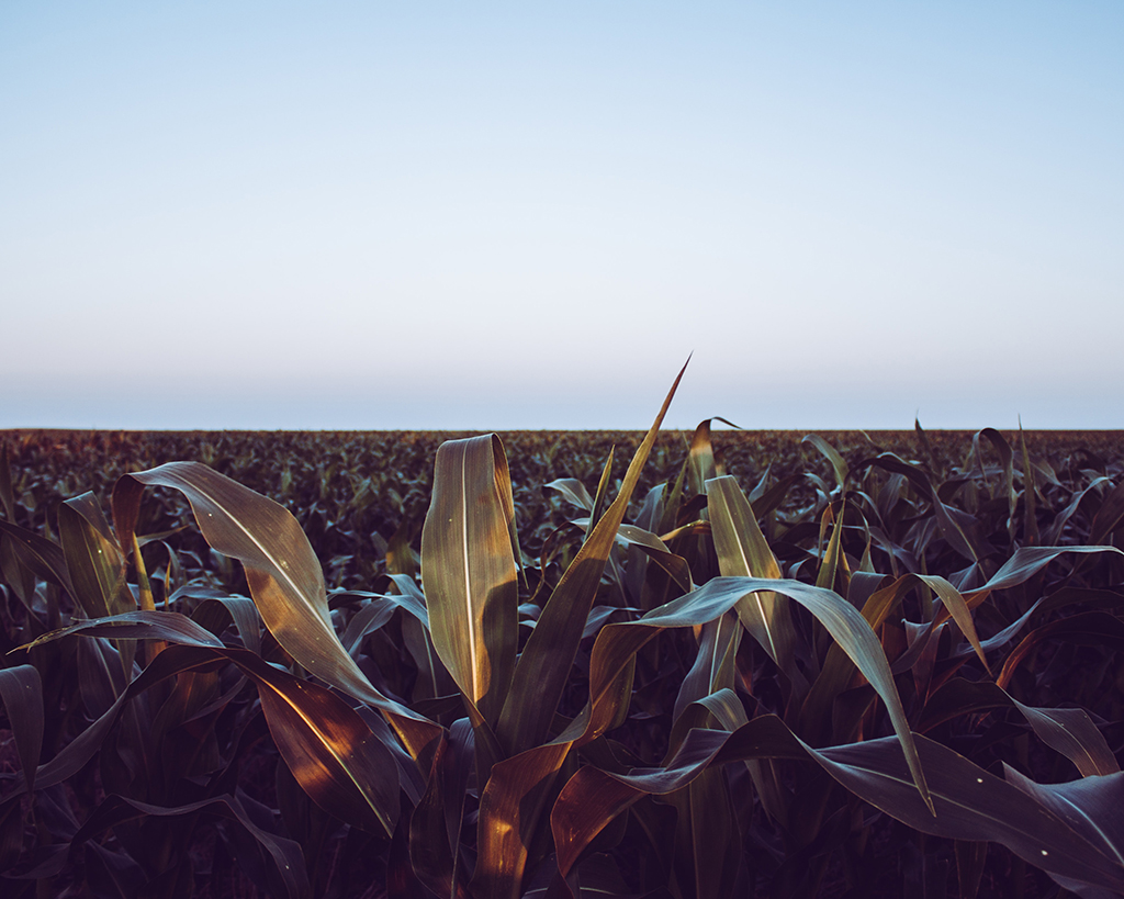 5 Extraordinary National Parks in Nebraska 1 Overlooking a field of corn in Nebraska.