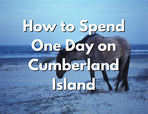Cumberland Island National Seashore 2 An image of a horse on a beach. Over the image, white text with a black shadow reads "How to Spend One Day on Cumberland Island"