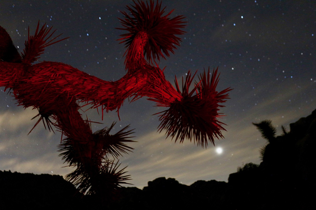 11-Day Southern California Road Trip: The Ultimate Itinerary 24 A Joshua tree lit up red with a night sky in the background