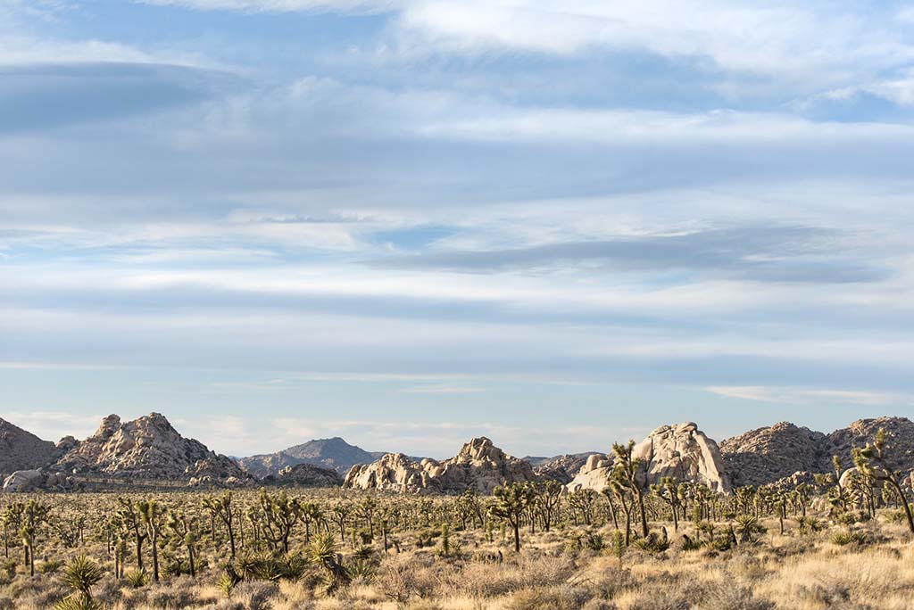 The 17 Most Amazing Things to Do in Joshua Tree National Park That Stole My Heart 13 A group of Joshua trees and rocks in the distance.