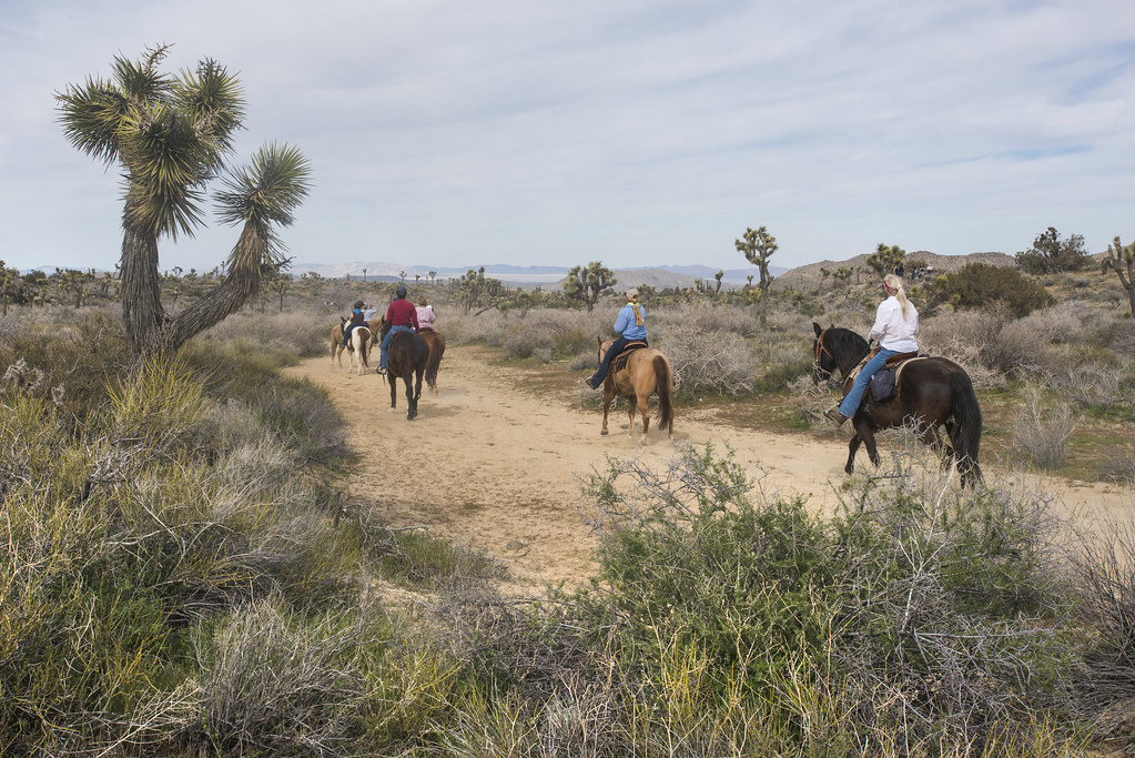 The 17 Most Amazing Things to Do in Joshua Tree National Park That Stole My Heart 19 A group horseback riding on a trail. Horseback riding is one of the best things to do in Joshua Tree.