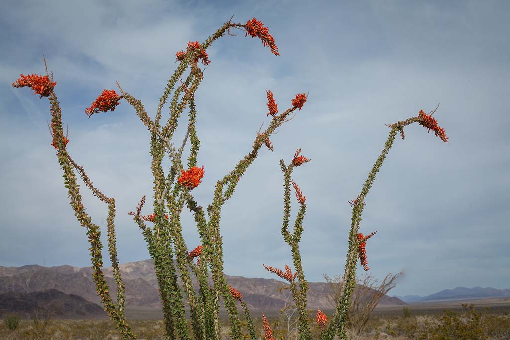 The 17 Most Amazing Things to Do in Joshua Tree National Park That Stole My Heart 22 Red flowers sprout from an Ocotillo Cactus. Visiting the Ocotillo Patch is one of the best things to do in Joshua Tree.