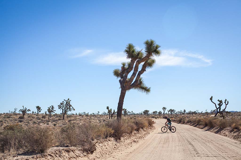 The 17 Most Amazing Things to Do in Joshua Tree National Park That Stole My Heart 14 A cyclist on the Geology Tour Road, which is one of the best things to do in Joshua Tree.