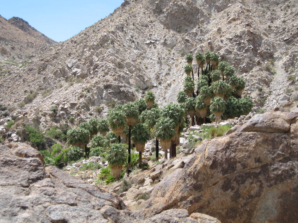 The 17 Most Amazing Things to Do in Joshua Tree National Park That Stole My Heart 20 A group of palm trees. Hiking to an oasis like this is one of the best things to do in Joshua Tree.