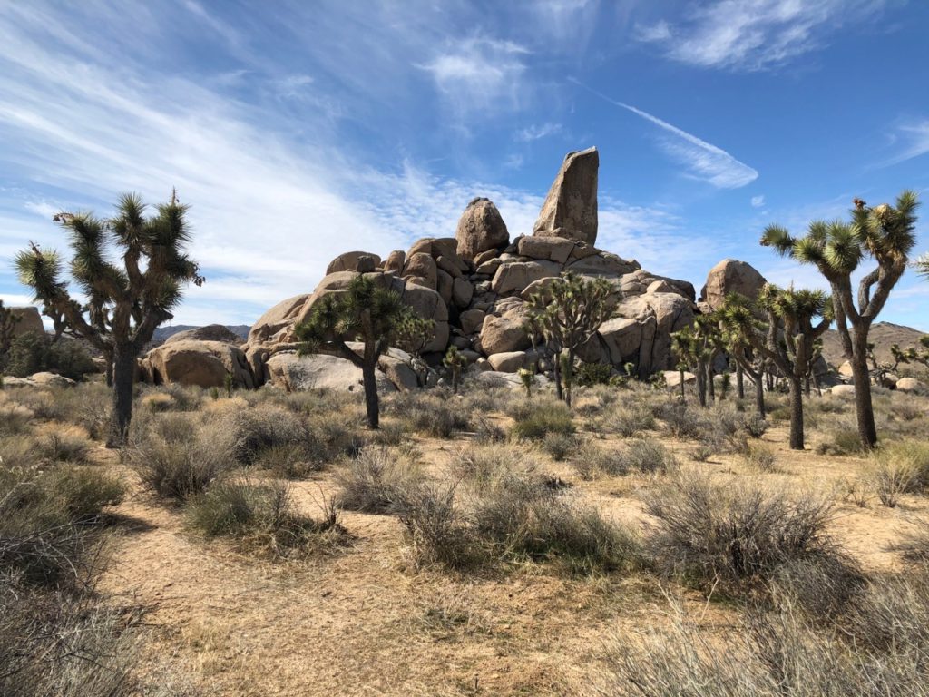 The 17 Most Amazing Things to Do in Joshua Tree National Park That Stole My Heart 27 A variety of Joshua trees and giant rock boulders.