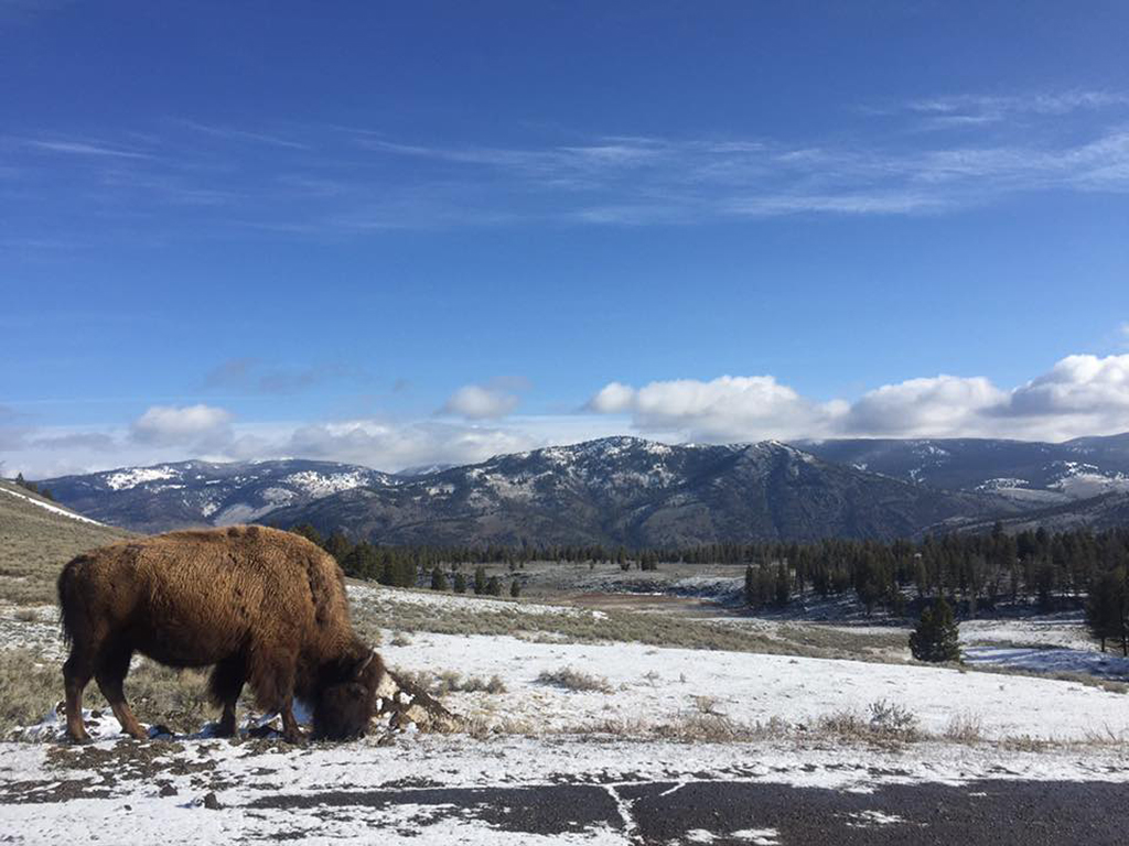 Yellowstone Itinerary: 4 Days in the World's First National Park 22 A bison grazing on the side of the road