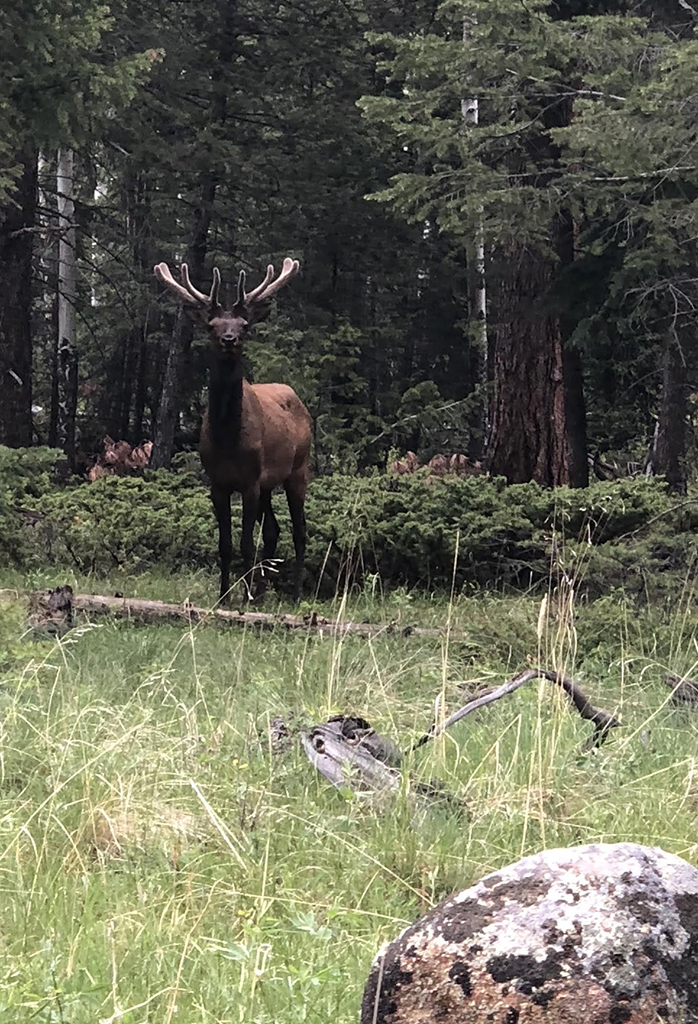 Driving Trail Ridge Road in Rocky Mountain National Park: Everywhere You Should Stop on The Exhilarating Drive 22 A deer with antlers stares at the camera from Trail RIdge Road