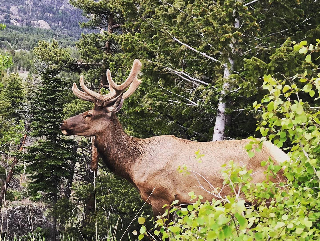 Driving Trail Ridge Road in Rocky Mountain National Park: Everywhere You Should Stop on The Exhilarating Drive 25 A large brown elk with antlers gets close to the camera while driving Trail Ridge Road