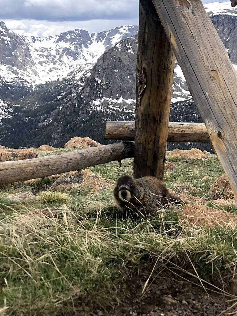 Driving Trail Ridge Road in Rocky Mountain National Park: Everywhere You Should Stop on The Exhilarating Drive 24 A marmot looks at the camera from beneath a wooden structure, seen while driving Trail Ridge Road