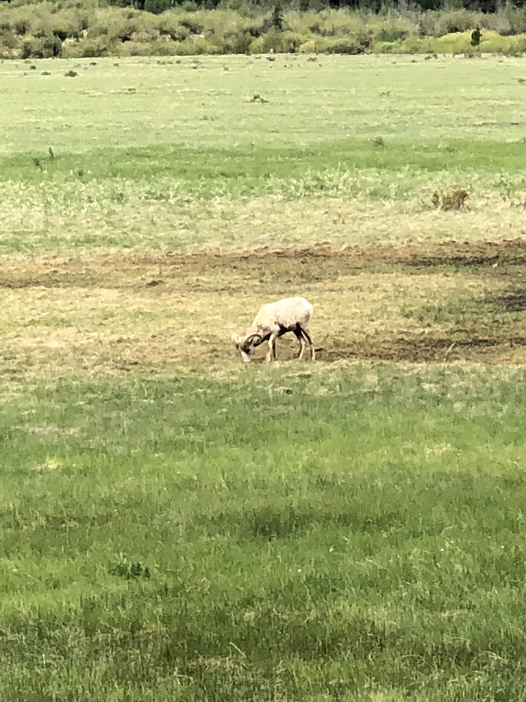 Driving Trail Ridge Road in Rocky Mountain National Park: Everywhere You Should Stop on The Exhilarating Drive 27 A bighorn sheep ram grazes on green grass, seen while driving Trail Ridge Road