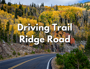 Rocky Mountain National Park 2 An image of a paved road through a forest of yellow trees. Over the image, white text with a black shadow reads "Driving Trail Ridge Road"